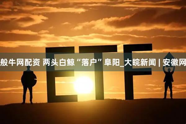 般牛网配资 两头白鲸“落户”阜阳_大皖新闻 | 安徽网